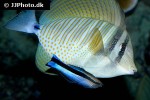 labroides dimidiatus labroides dimidiatus
