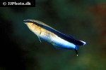 labroides dimidiatus labroides dimidiatus