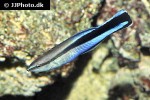 labroides dimidiatus labroides dimidiatus