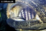 labroides dimidiatus labroides dimidiatus