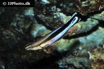 labroides dimidiatus labroides dimidiatus