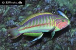 labroides dimidiatus labroides dimidiatus