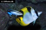 labroides dimidiatus labroides dimidiatus