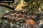 labrus bergylta labrus bergylta