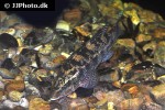 labrus bergylta labrus bergylta