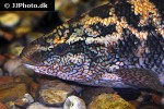 labrus bergylta labrus bergylta