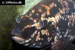 labrus bergylta labrus bergylta