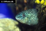 labrus bergylta labrus bergylta