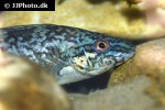 labrus bergylta labrus bergylta