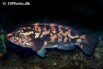 labrus bergylta labrus bergylta