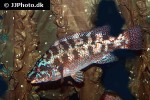 labrus bergylta labrus bergylta
