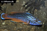 labrus mixtus labrus mixtus