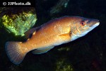 labrus mixtus labrus mixtus