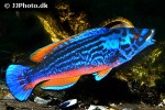labrus mixtus labrus mixtus