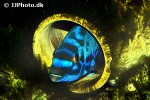 labrus mixtus labrus mixtus
