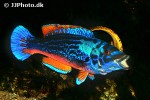 labrus mixtus labrus mixtus
