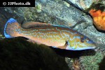 labrus mixtus labrus mixtus