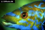 labrus mixtus labrus mixtus