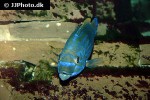 labrus mixtus labrus mixtus