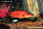 labrus mixtus labrus mixtus