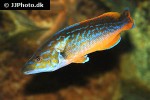 labrus mixtus labrus mixtus