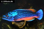 labrus mixtus labrus mixtus