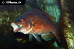 labrus mixtus labrus mixtus