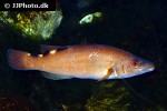 labrus mixtus labrus mixtus