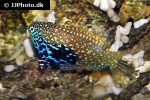 macropharyngodon bipartitus macropharyngodon bipartitus