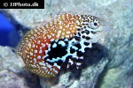 macropharyngodon bipartitus macropharyngodon bipartitus