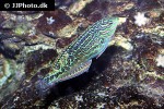 macropharyngodon bipartitus macropharyngodon bipartitus