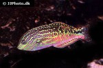 macropharyngodon bipartitus macropharyngodon bipartitus