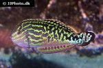 macropharyngodon bipartitus macropharyngodon bipartitus