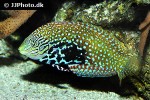 macropharyngodon bipartitus macropharyngodon bipartitus