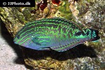 macropharyngodon bipartitus macropharyngodon bipartitus