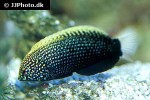 macropharyngodon negrosensis macropharyngodon negrosensis