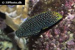 macropharyngodon negrosensis macropharyngodon negrosensis