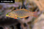 macropharyngodon ornatus macropharyngodon ornatus
