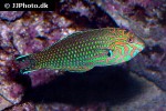 macropharyngodon ornatus macropharyngodon ornatus