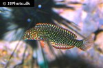 macropharyngodon ornatus macropharyngodon ornatus
