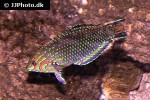 macropharyngodon ornatus macropharyngodon ornatus