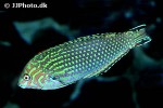 macropharyngodon ornatus macropharyngodon ornatus