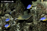 macropharyngodon ornatus macropharyngodon ornatus