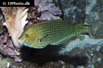 macropharyngodon ornatus macropharyngodon ornatus