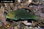 macropharyngodon ornatus macropharyngodon ornatus