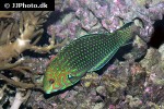macropharyngodon ornatus macropharyngodon ornatus