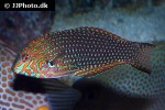 macropharyngodon ornatus macropharyngodon ornatus