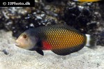 novaculichthys taeniourus novaculichthys taeniourus