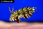 novaculichthys taeniourus novaculichthys taeniourus