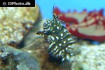 novaculichthys taeniourus novaculichthys taeniourus